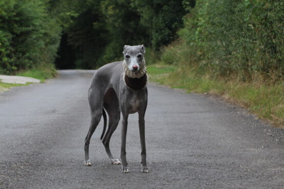 whippet greyhound snood