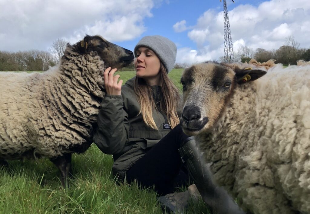 sheep