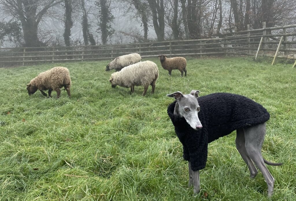 sheep