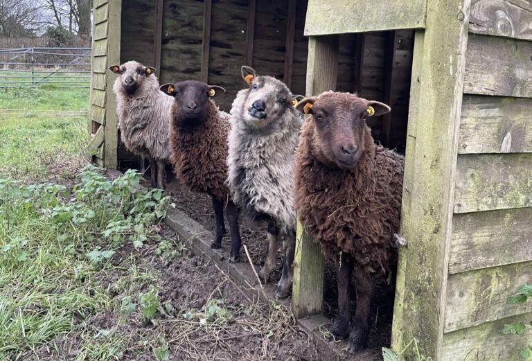 sheep