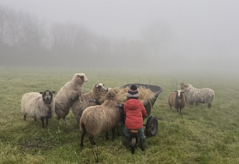 sheep