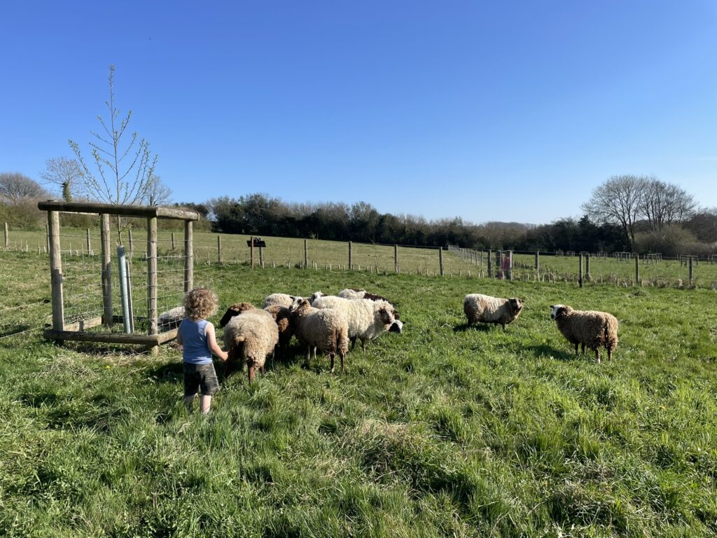 sheep