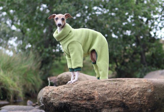 whippet greyhound jumper