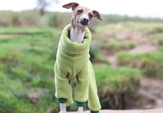 whippet greyhound jumper