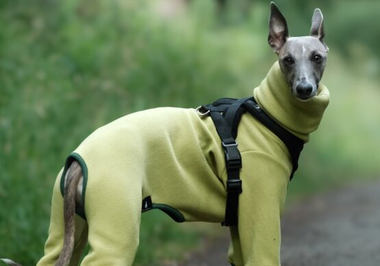 whippet greyhound onesie