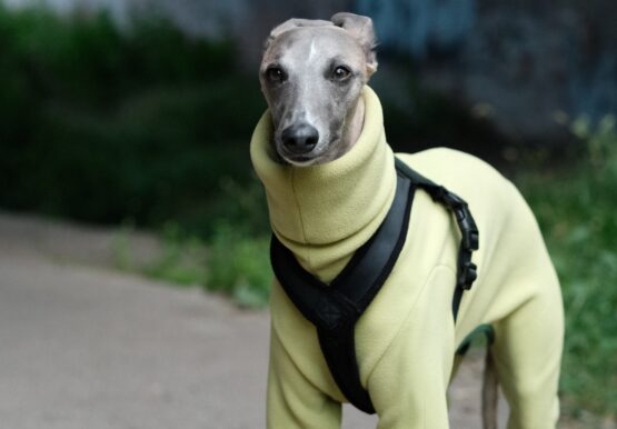 whippet greyhound onesie