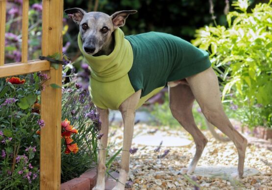 whippet greyhound jumper