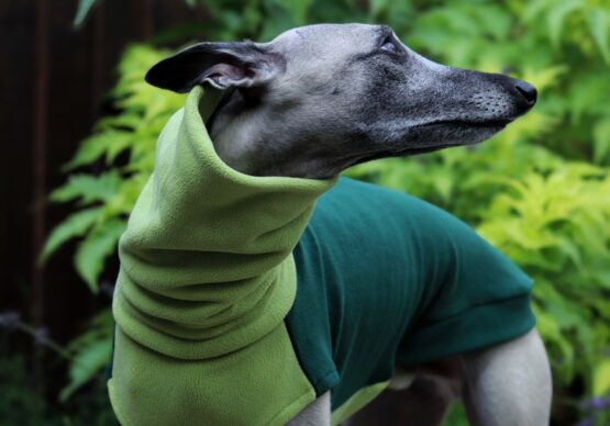 whippet greyhound jumper