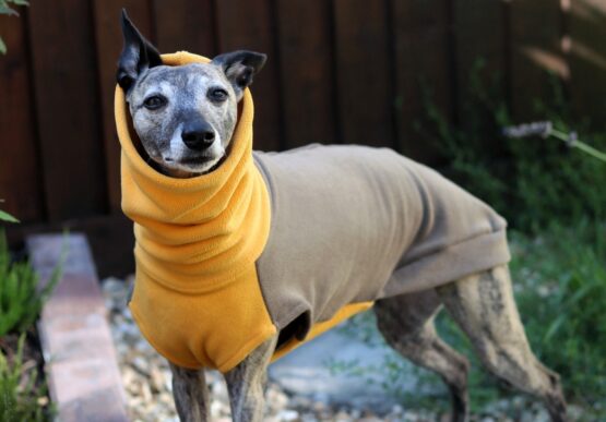 whippet greyhound jumper