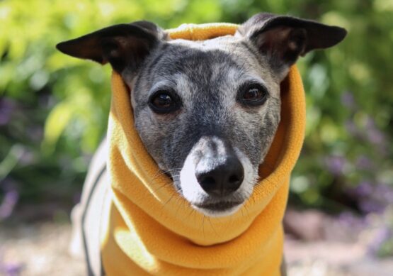 whippet greyhound jumper