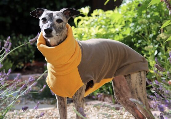 whippet greyhound jumper
