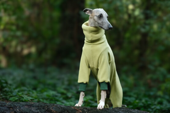whippet greyhound jumper