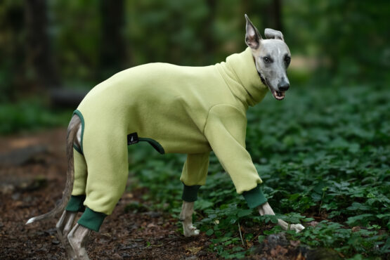 whippet greyhound jumper