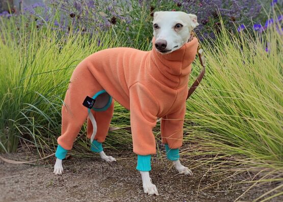 whippet greyhound jumper