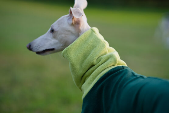 whippet greyhound jumper