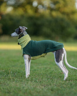 whippet greyhound jumper