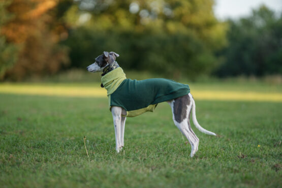 whippet greyhound jumper