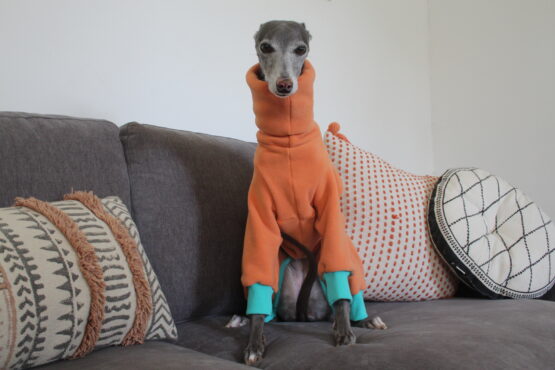 whippet greyhound jumper