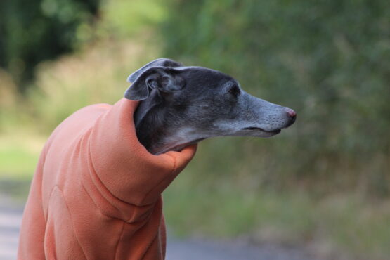 whippet greyhound jumper