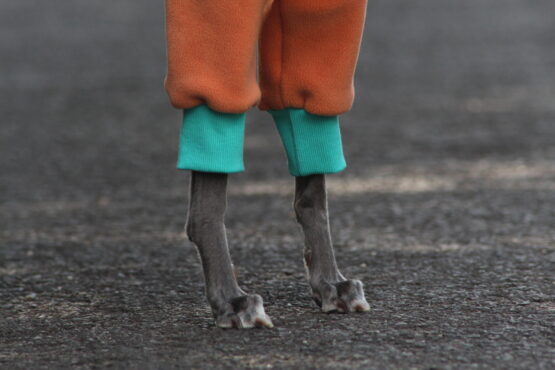 whippet greyhound jumper