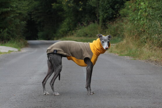 whippet greyhound jumper