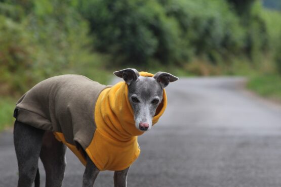 whippet greyhound jumper
