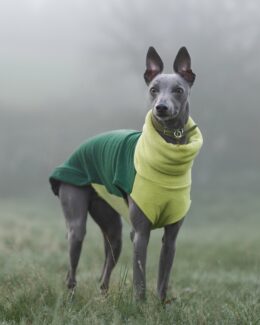 whippet greyhound jumper