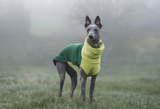 whippet greyhound jumper