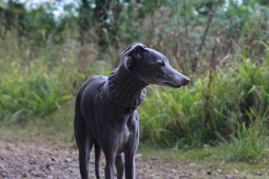 whippet greyhound snood