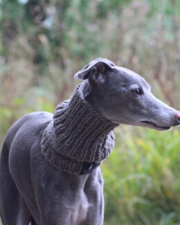 whippet greyhound snood