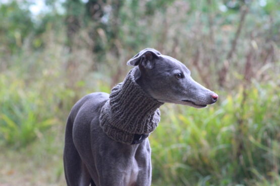 whippet greyhound snood