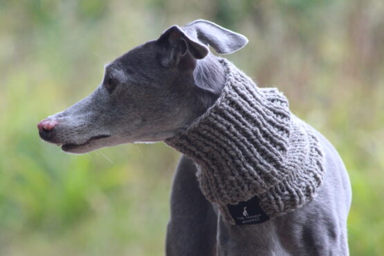 whippet greyhound snood