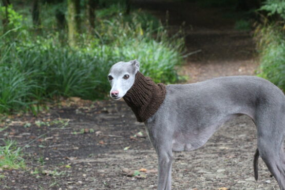 whippet greyhound snood