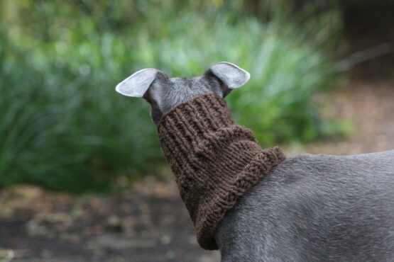 whippet greyhound snood