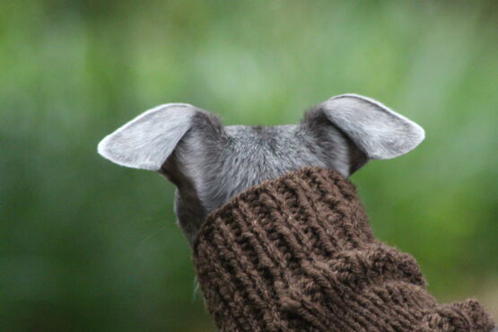 whippet greyhound snood