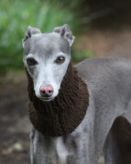 whippet greyhound snood