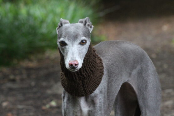 whippet greyhound snood