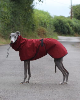 whippet greyhound coat