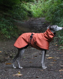 whippet greyhound coat
