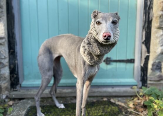 whippet greyhound snood