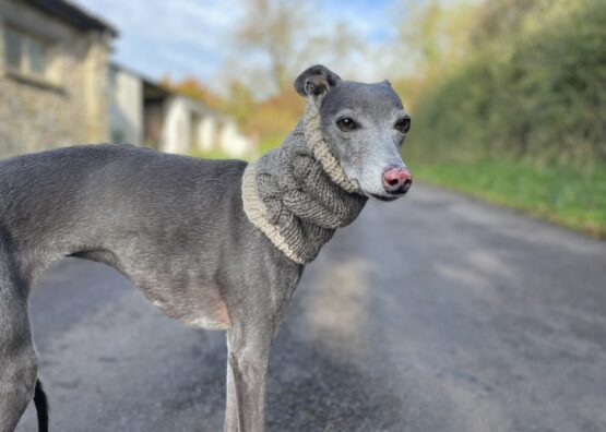 whippet greyhound snood