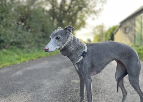 whippet greyhound snood