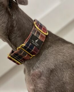 whippet greyhound collar