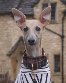 Plaid Martingale Whippet Greyhound Collar