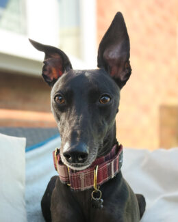 whippet greyhound collar