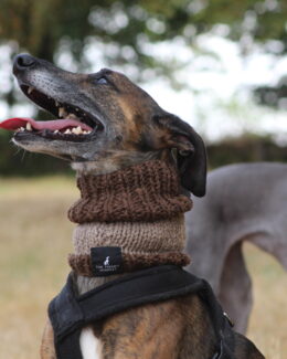 whippet greyhound snood