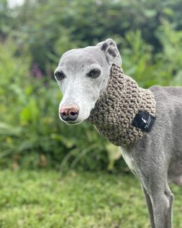whippet greyhound snood
