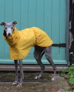 whippet greyhound coat