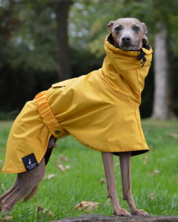 whippet greyhound coat