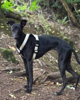 whippet greyhound harness